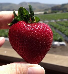 Strawberries and other berries have been at the heart of the labor dispute. Photo Courtesy Flickr Creative Commons